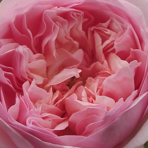 Онлайн магазин за рози - Носталгични рози - розов - Pоза Сониа Рйкиел - интензивен аромат - Доминиqуе Массад - -